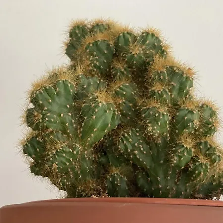 Four Flowers Lejlighed